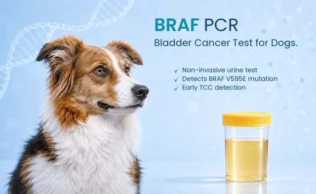 BRAF PCR Test