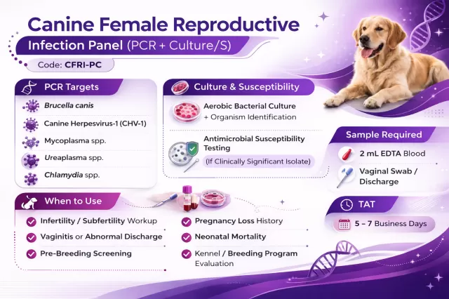 Canine Female Reproductive Infectious Panel