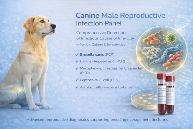 Canine Male Reproductive Infectious Panel 