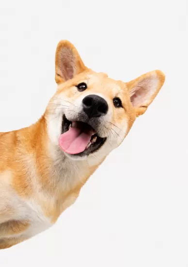Canine