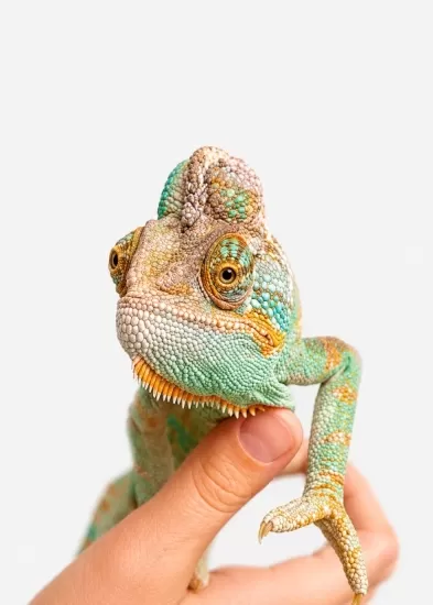 Exotic Animals
