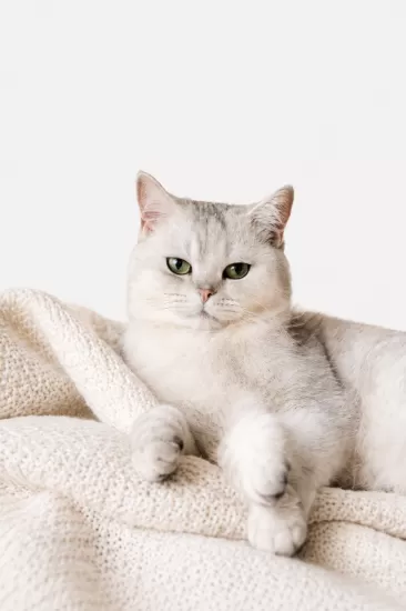 Feline