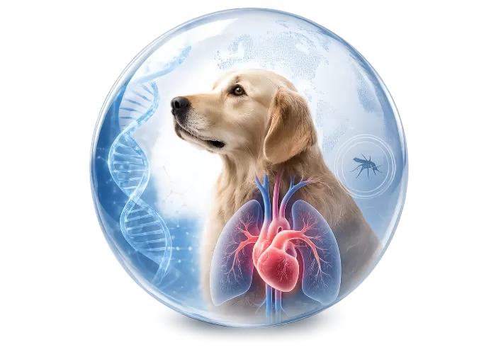 Heartworm PCR